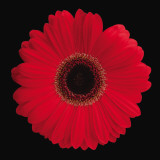 Gerbera Daisy Red Poster von Jim Christensen