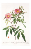 Redoute Rosa Hudsoniana Salicifolia Kunstdrucke von Pierre-Joseph Redouté