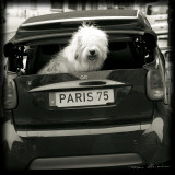 Paris Dog I Posters par Marc Olivier