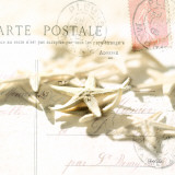 Postal Shells II Póster por Deborah Schenck Postal Shells II Póster por Deborah Schenck