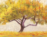 Apricot Tree Posters by Shirley Novak