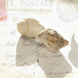 Postal Shells I Prints by Deborah Schenck