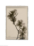 Magnolia Polaroid Prints