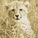 Young Cheetah Kunstdrucke von Susann Parker