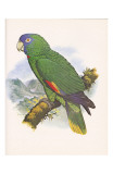 Red Necked Amazon no. 557 Poster