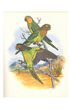 Brown Throated Conure no. 401 Posters