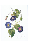 Redoute Ipomaea Quamoclit Prints by Pierre-Joseph Redouté