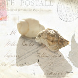 Postal Shells I Affiches par Deborah Schenck
