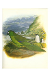 Antipodes Green Parakeet no. 241 Print