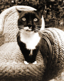Kitty I Poster by Jim Dratfield
