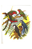 Blue-Crowned Lory no. 73 Prints