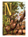 N For the Nut That He Cracks With a Grin Print by Edmund Evans