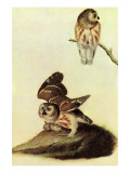 Saw Whet Owl Posters by John James Audubon