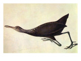 Limpkin Poster von John James Audubon