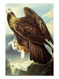 Golden Eagle Posters by John James Audubon