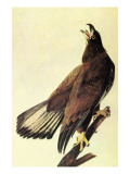 Bald Eagle Posters by John James Audubon