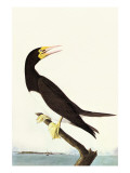 Brown Booby Posters par John James Audubon