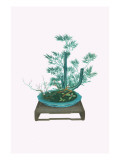 Shochikubai, Yabukoji, And Hikagenokazura (Plum, Pine & Bamboo With Ardisia And Club Moss) In An An Prints by Josiah Conder
