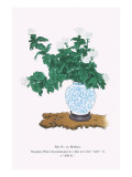 Shiragiku (White Chrysanthemum) In a Blue And White Tsubo Posters by Josiah Conder