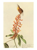 California Wren Posters par John James Audubon