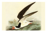 Black Skimmer Poster by John James Audubon