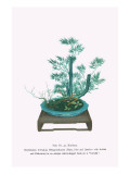 Shochikubai, Yabukoji, And Hikagenokazura (Plum, Pine & Bamboo With Ardisia And Club Moss) In An An Posters by Josiah Conder