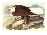 Bald Eagle 2 Prints by John James Audubon