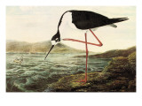 Black-Necked Sytilt Posters by John James Audubon
