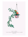 Uno-Hana And Shakuyaku (Scabra & Herbaceous Peony) In a Suspended Porcelain Bowl Posters by Josiah Conder
