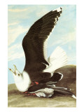 Great Black Backed Gull Posters by John James Audubon