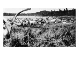 Iliamna, Alaska - View of a Reindeer Herd Arte Iliamna, Alaska - View of a Reindeer Herd Arte