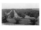 Texas - Rio Grande Valley Grapefruit Orchard Prints