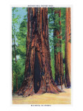 Big Basin, California - Mother Tree Posters