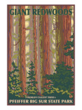 Pfeiffer Big Sur State Park, California - Giant Redwoods Poster