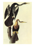 Anhingas Affiches par John James Audubon