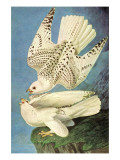 Falcons Prints by John James Audubon