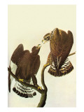 Roughlegged Hawk Posters by John James Audubon