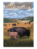 Bison and Calf Grazing - Yellowstone National Park Posters