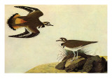 Killdeer Poster by John James Audubon