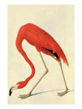 Flamingo. Kunstdrucke von John James Audubon