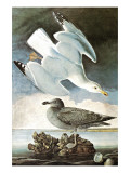 Herring Gull & Black Duck Poster by John James Audubon