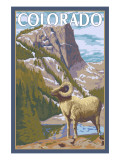 Colorado - Big Horn Sheep Art