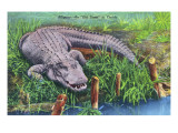 Florida - An Old-Timer in Florida, Alligator Poses Photographie