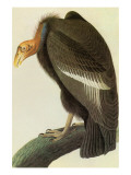 Condor de Californie Affiches par John James Audubon