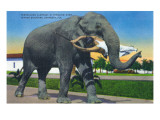 Sarasota, Florida - Ringling Brothers Circus; Elephant Holding Man with Mouth Láminas Sarasota, Florida - Ringling Brothers Circus; Elephant Holding Man with Mouth Láminas