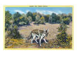 View of the Desert Outlaw, the Coyote Affiches