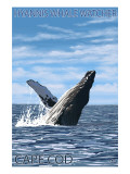 Hyannis Whale Watcher - Cape Cod, MA Posters