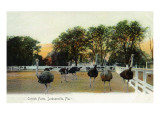 Jacksonville, Florida - Ostrichs Running around Farm Posters
