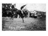 Calgary, Canada - Rodeo; Bucking Horse at the Stampede Photo