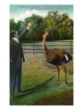 South Pasadena, California - Feeding Oranges to Ostrich at Cawston Farm Posters
